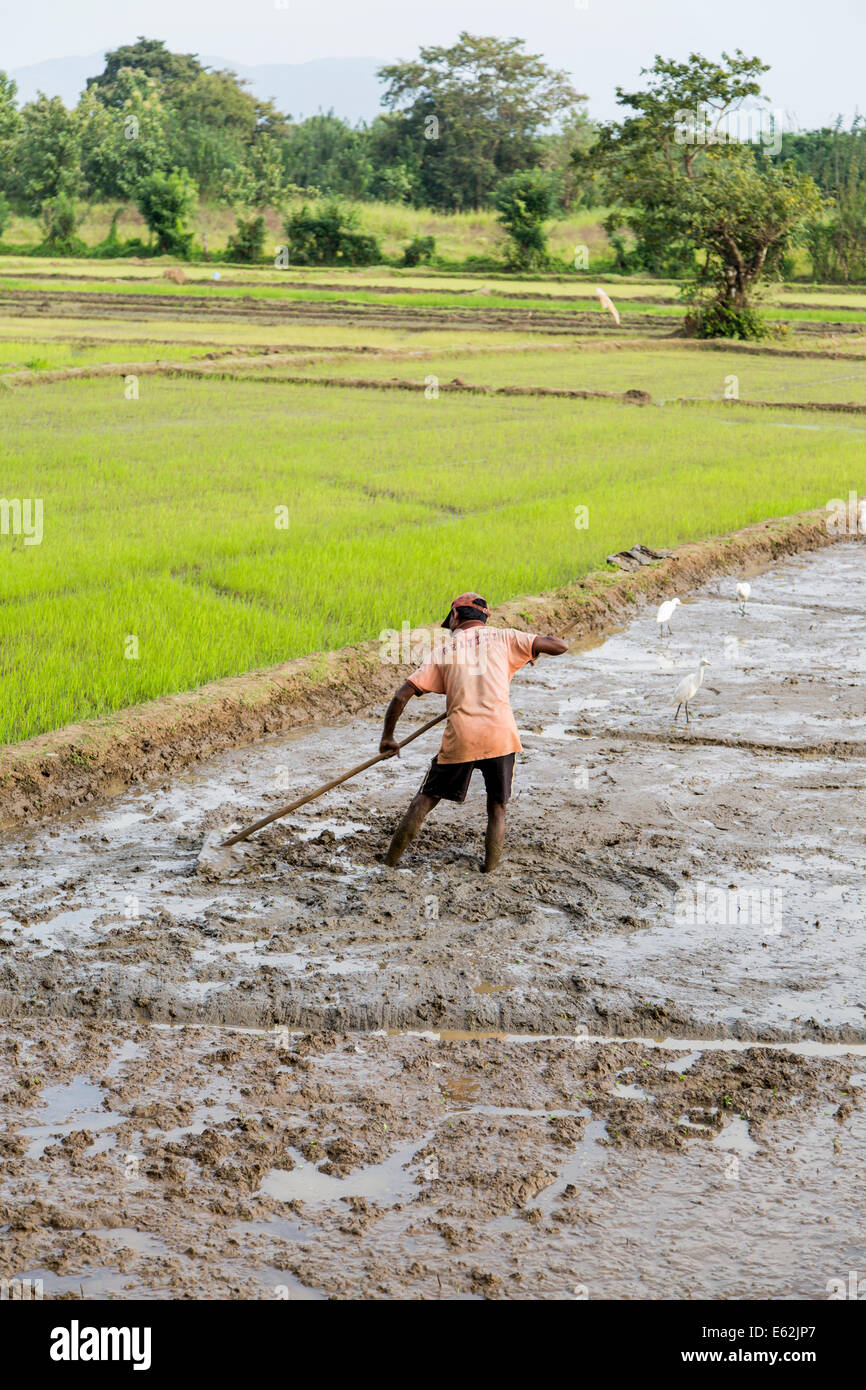 DAMBULLA, SRI LANKA - JANUARY 27, 2014: Unidentified man working in the rice field in Dambulla. Sri Lanka producing 2.7 million Stock Photo