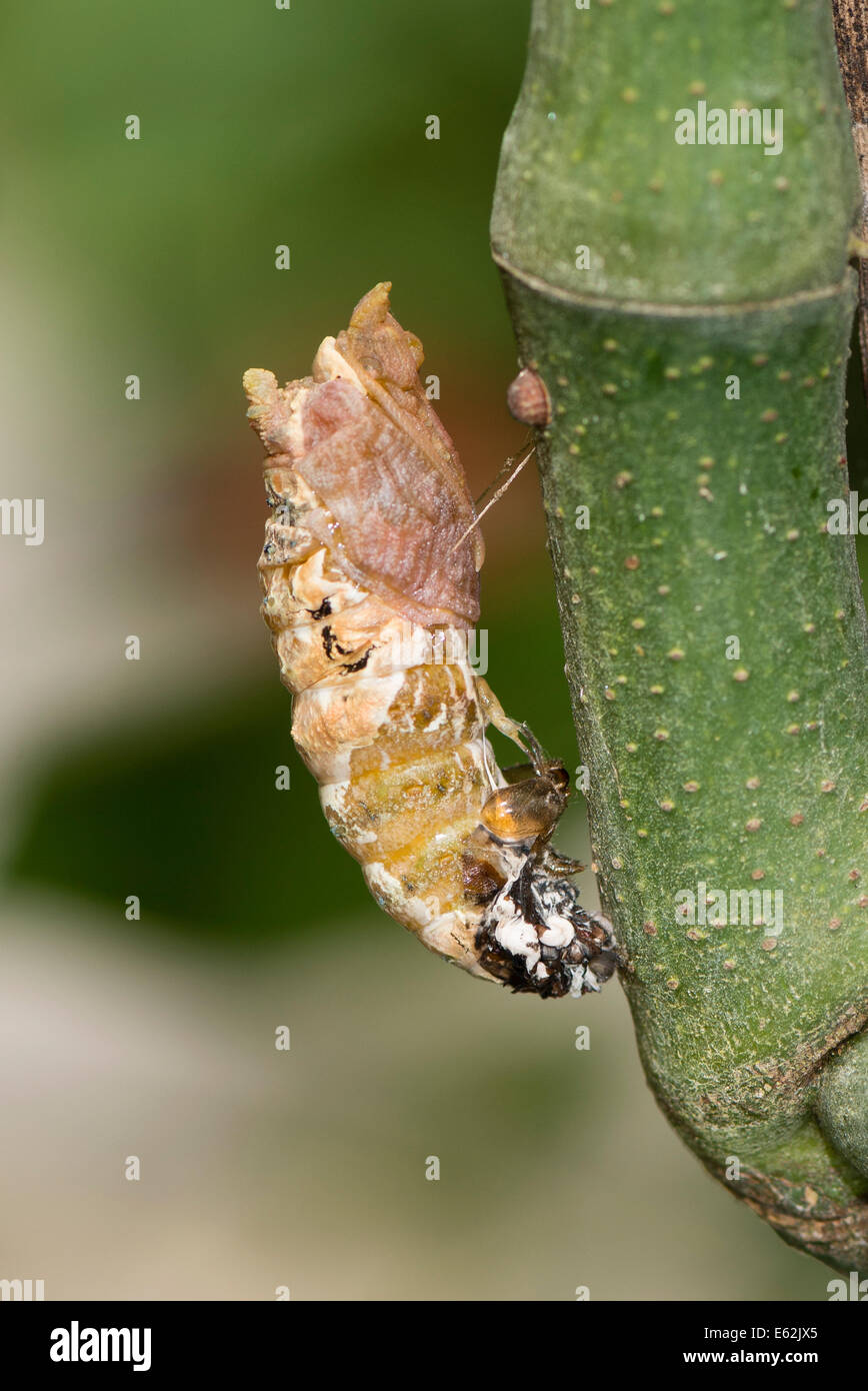 A Chrysalis of the Thoas Swallowtail butterfly Stock Photo