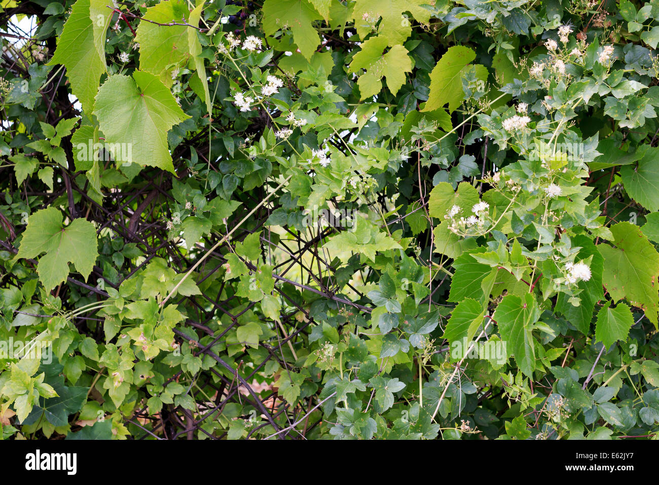 green fence with ivy Stock Photo - Alamy