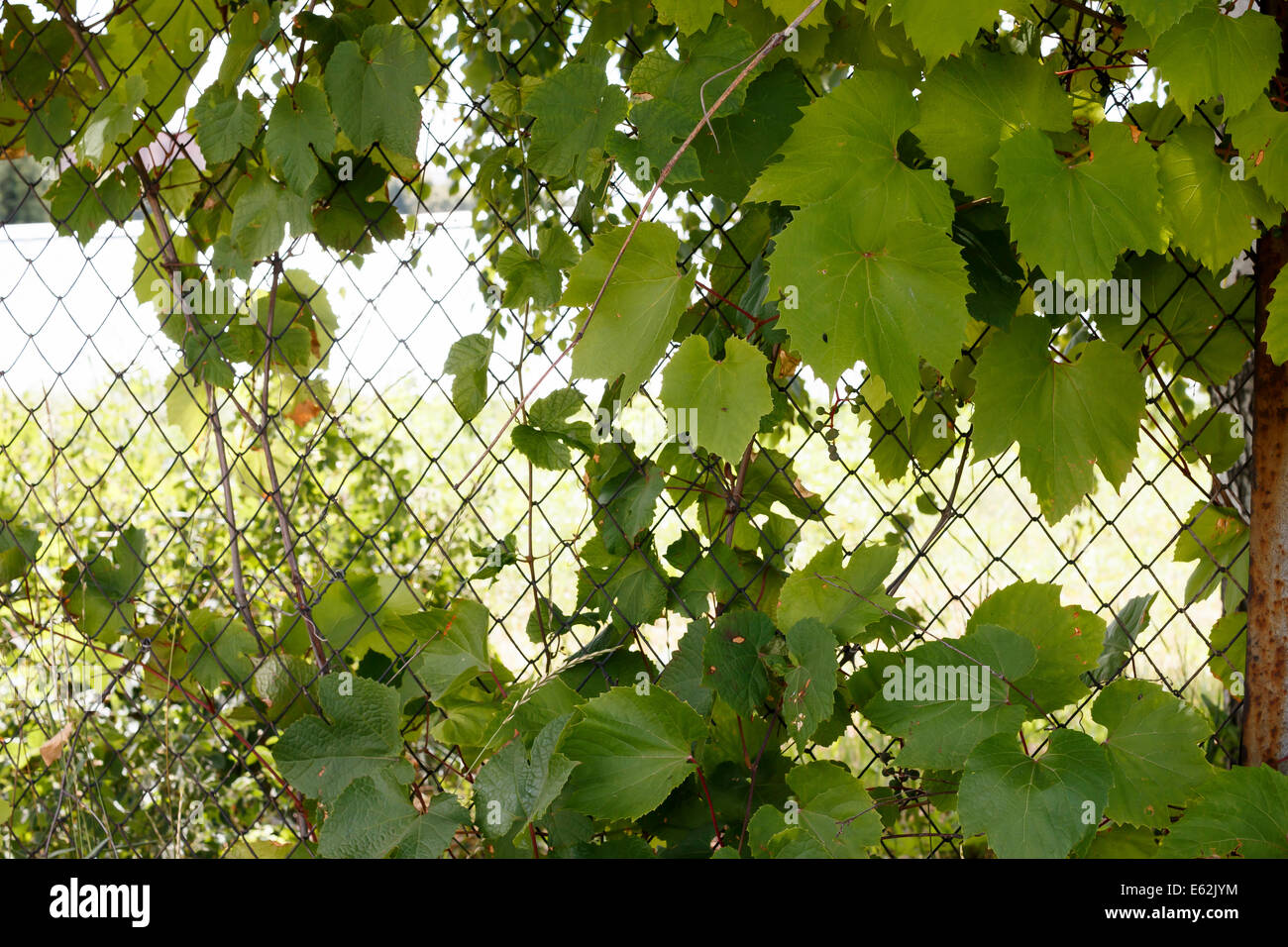 green fence with ivy Stock Photo - Alamy