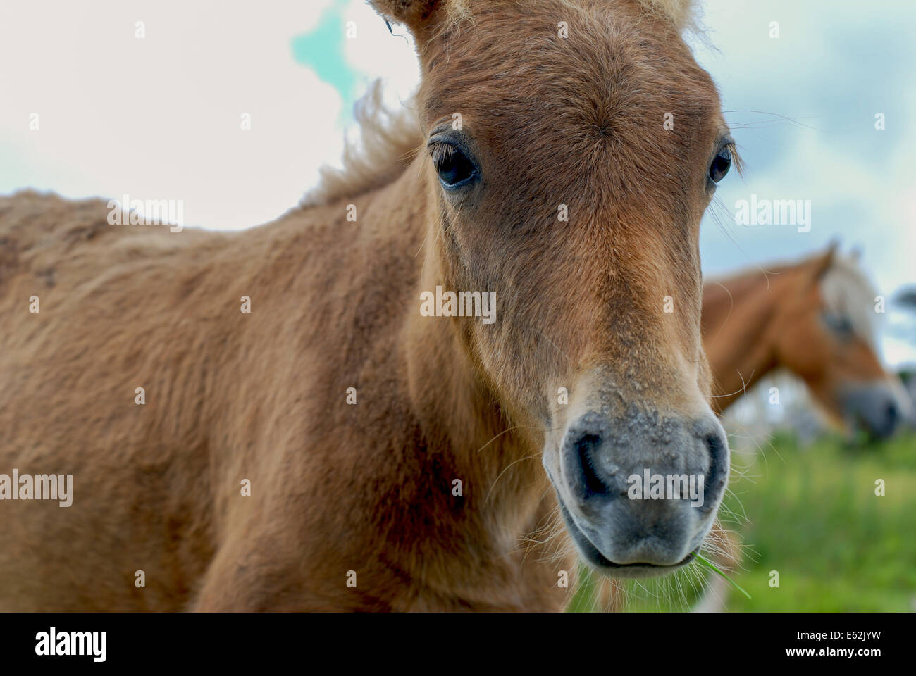 Wet Ponies in a field close-up Stock Photo