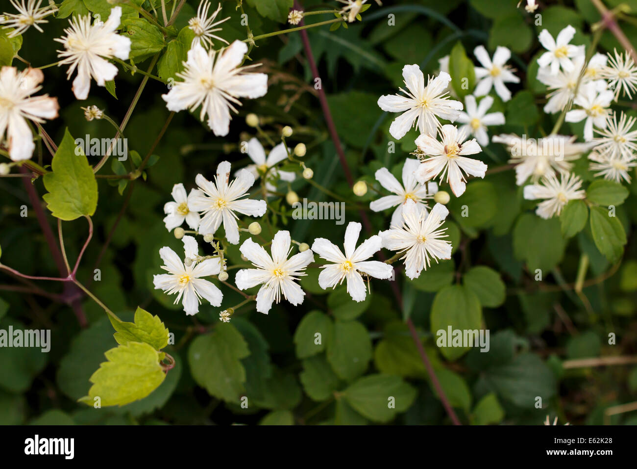 philadelphus lemoinei  jasmine blooming Stock Photo
