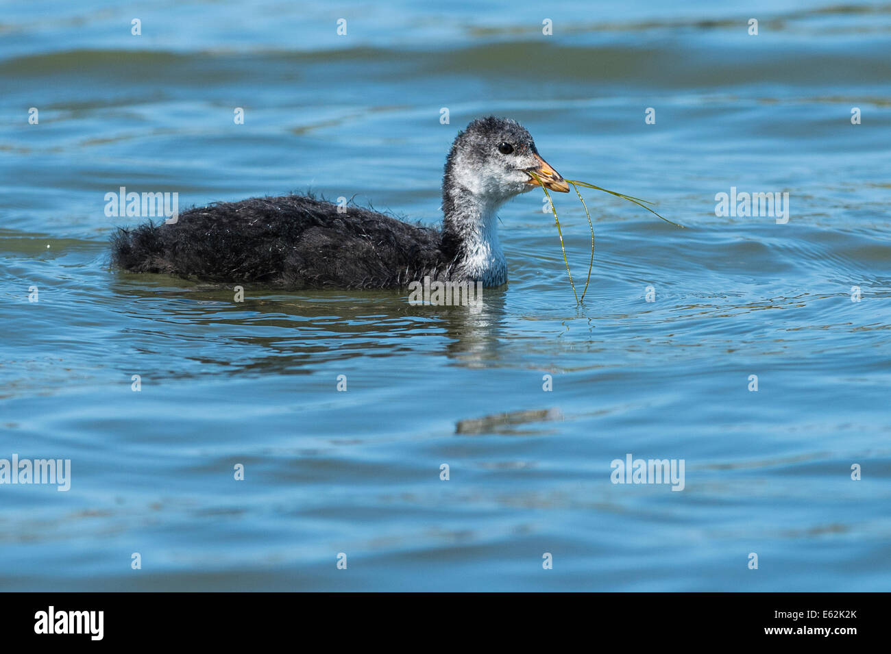 A Coot chick feeding Stock Photo Alamy
