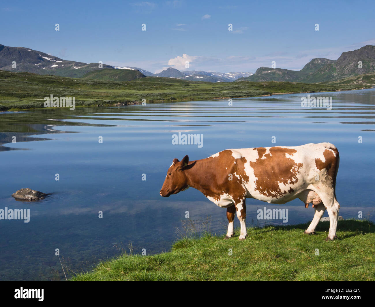 Summer mountain scenery, Jotunheimen Norway Scandinavia, cow grazing at the shores of Bygdin lake blue sky and water reflections Stock Photo
