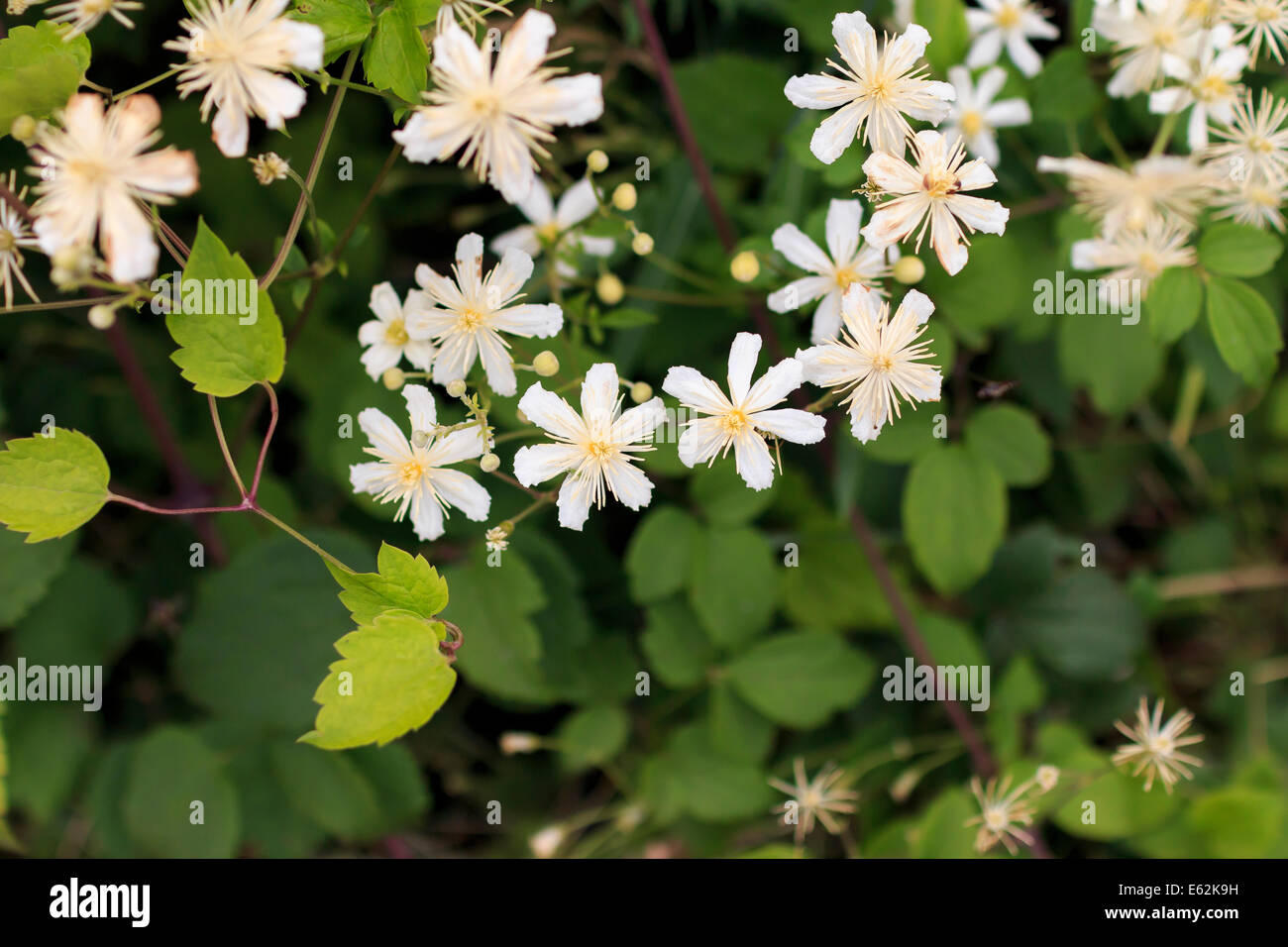 philadelphus lemoinei  jasmine blooming Stock Photo