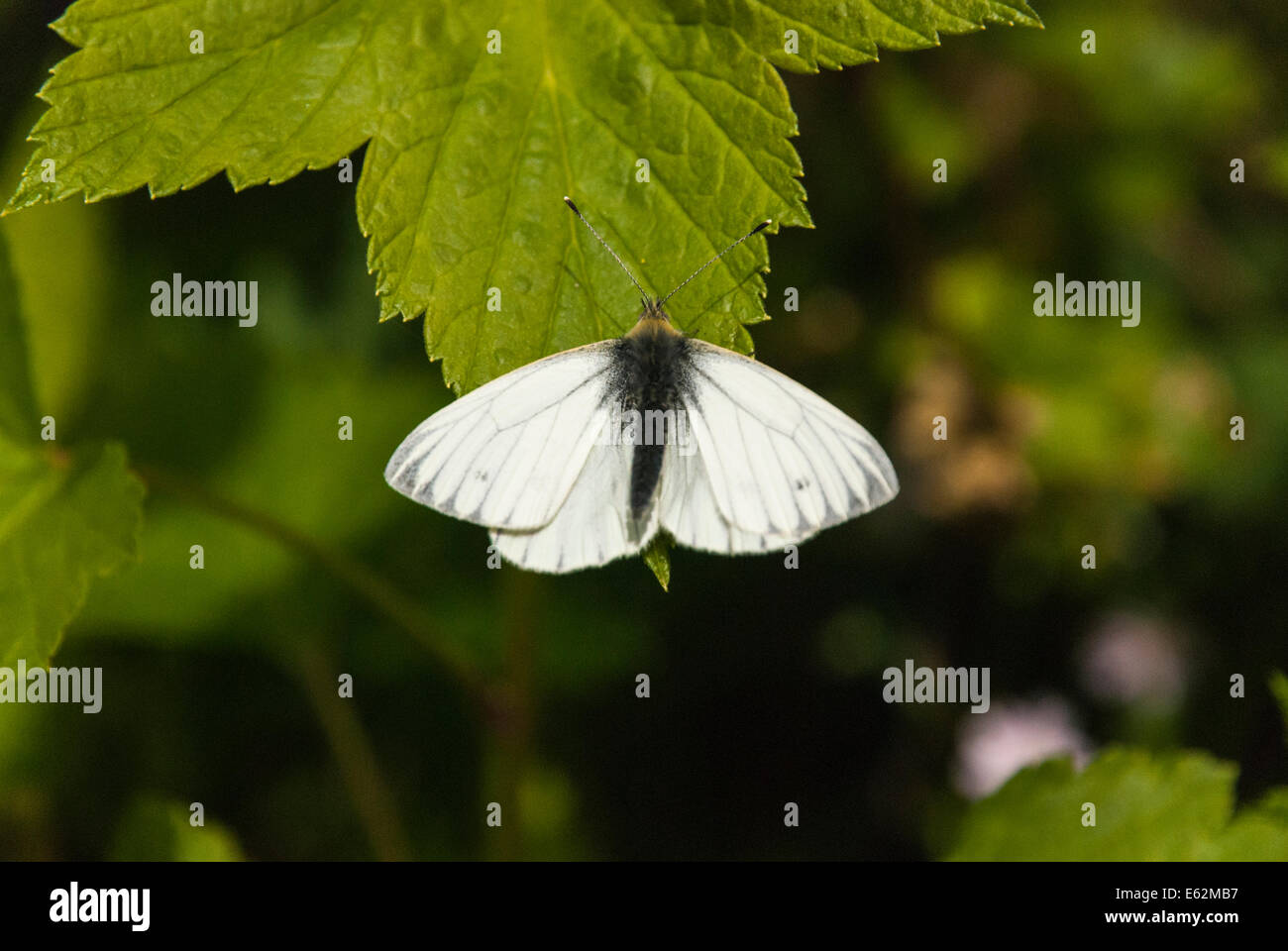 A male Green-Veined White butterfly, Pieris napi, resting on a leaf in Orkney, Scotland. Stock Photo