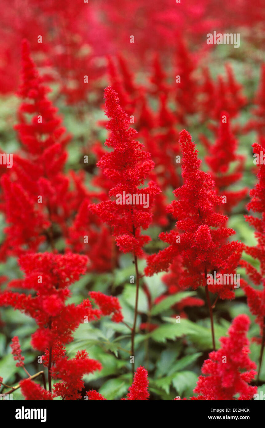 Astilbe x arendsii Fanal, False Goatsbeard. Perennial, July. Close up of bright red flowers. Stock Photo