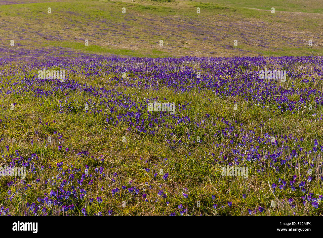 A field of purple Viola, Viola tricolor, in Orkney Scotland Stock Photo
