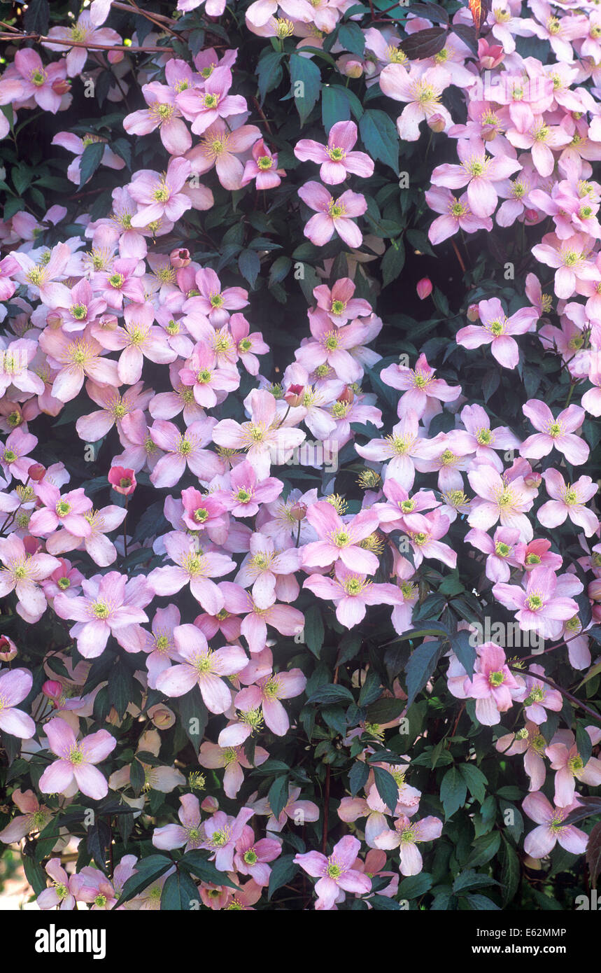 Clematis (Clematis 'Elizabeth'). Montana Group. Climbing shrub, May
