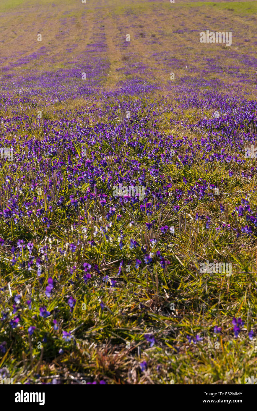 A field of purple Viola, Viola tricolor, in Orkney Scotland Stock Photo