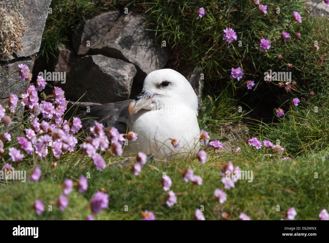 A Fulmar, Fulmarus glacialis, sat on its nest amongst the sea pinks on an Orkney sea cliff. Stock Photo