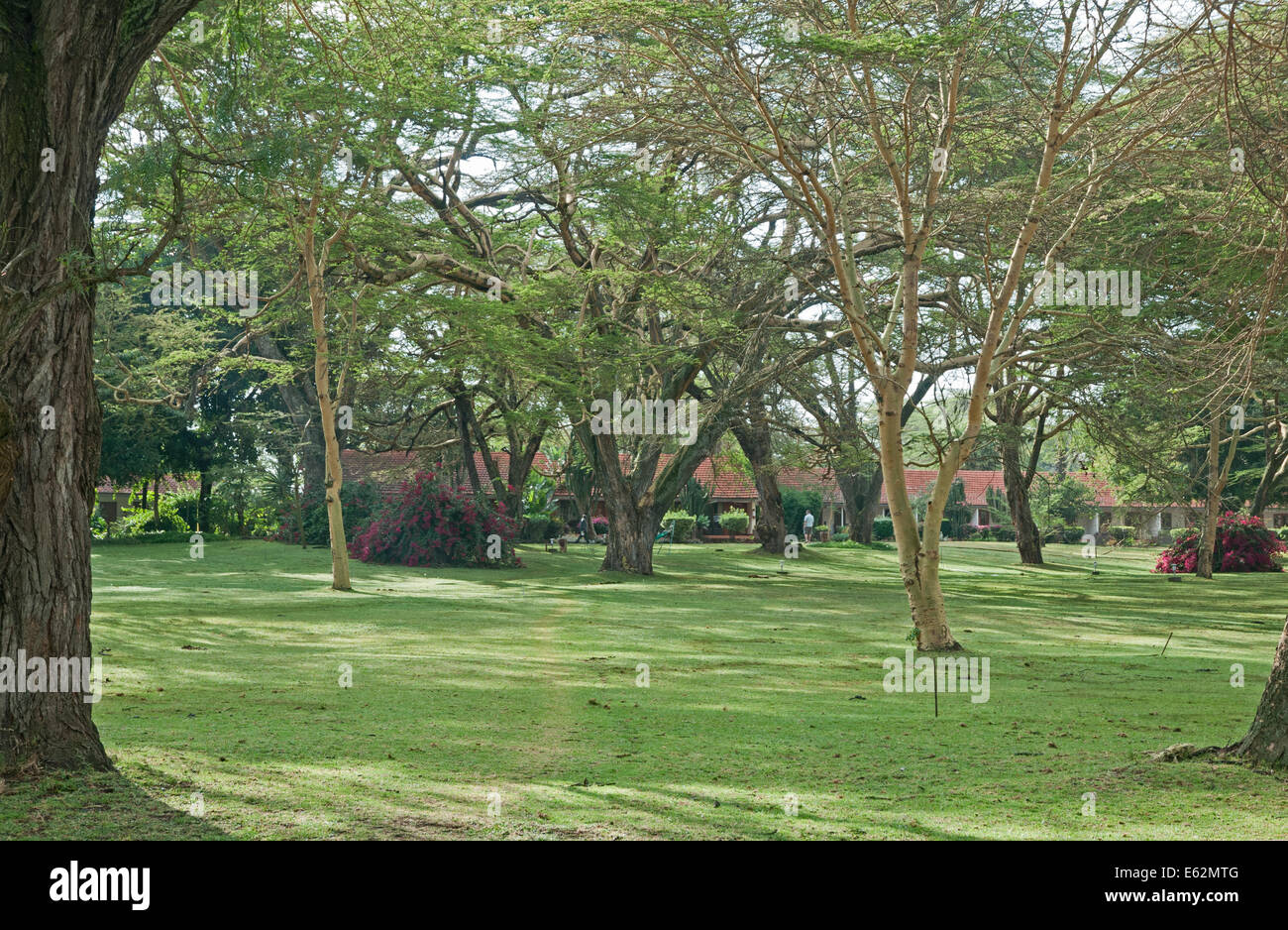 Cottage bedroosm of Lake Naivasha Country Club seen across green lawns under yellow barked Acacia trees Kenya Africa Stock Photo