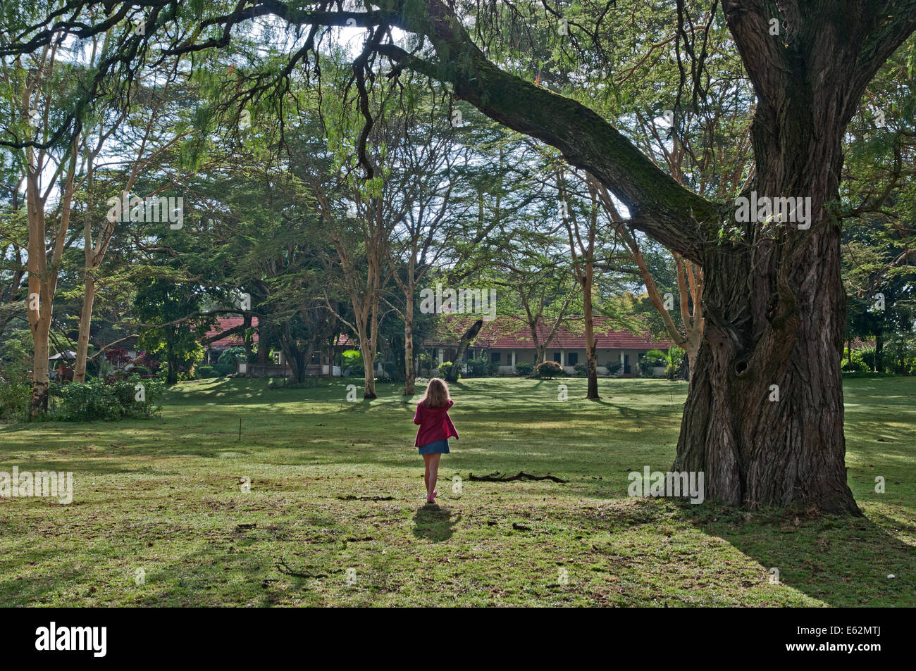 Young girl walking across green lawns under yellow barked Acacia trees of Lake Naivasha Country Club Kenya Africa Stock Photo