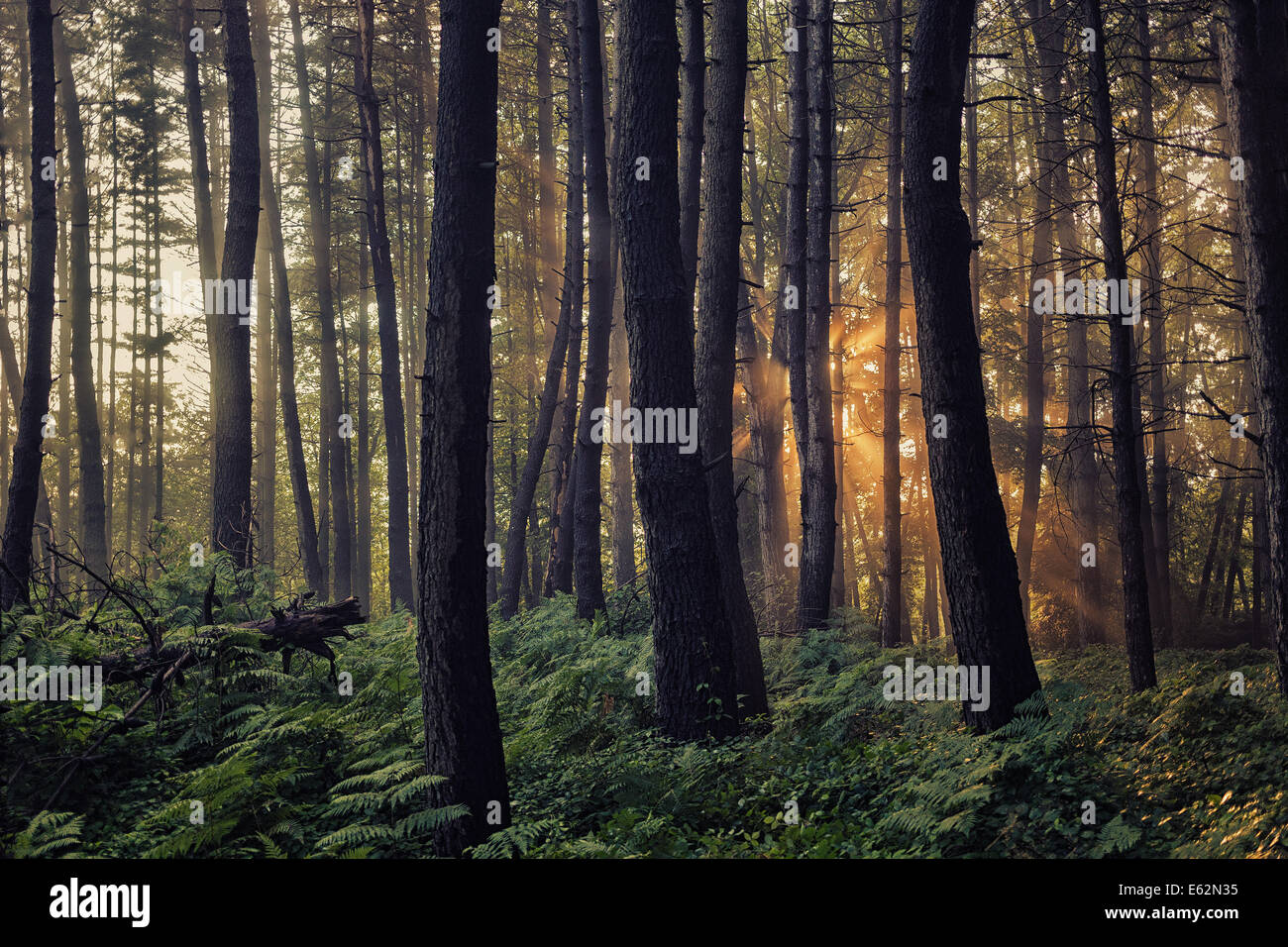 Sunset in the forest Stock Photo - Alamy