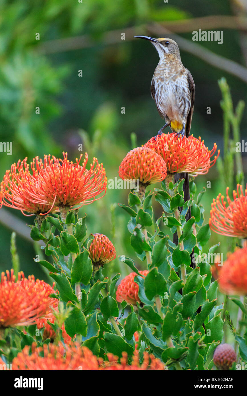Cape Sugarbird on Fynbos "pincushion Stock Photo Alamy