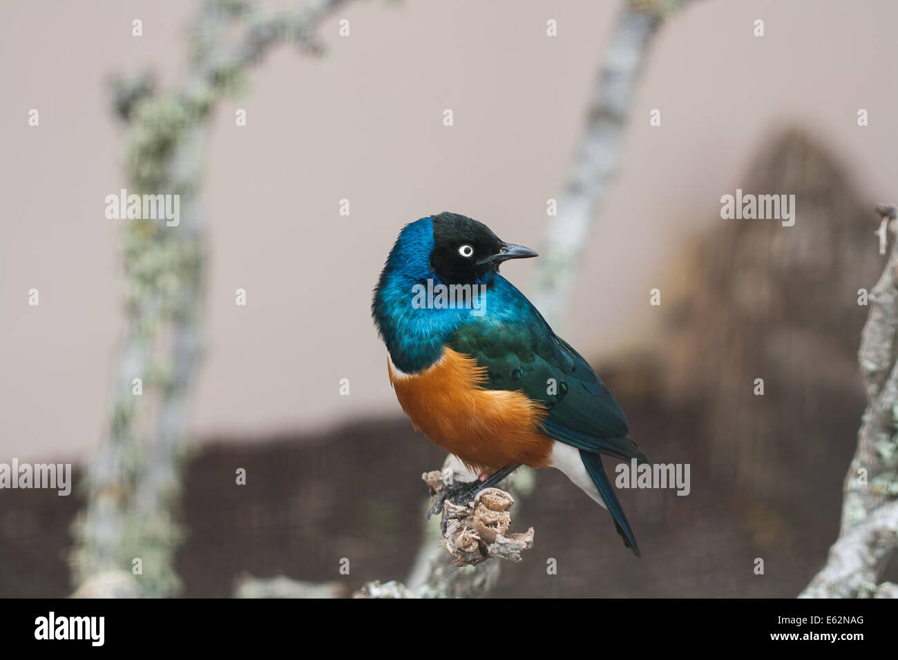 Always alert hi-res stock photography and images - Alamy