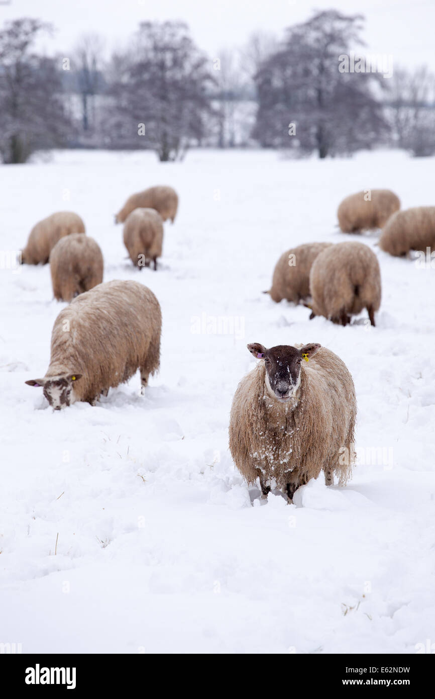 Sheep foraging in the snow Stock Photo