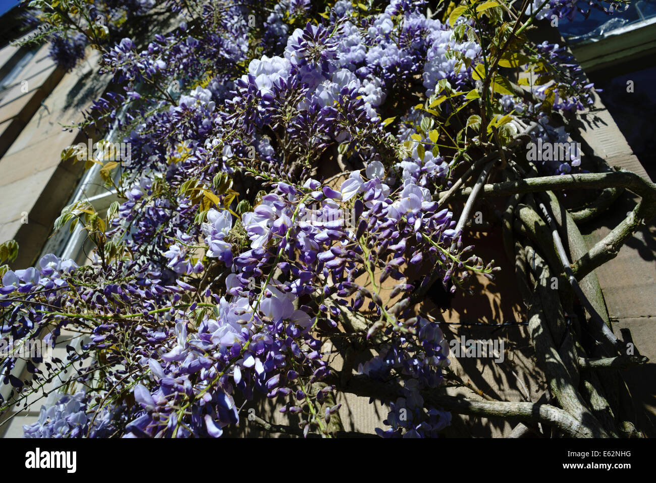 Wisteria sinensis growing on a house in Scotland Stock Photo Alamy