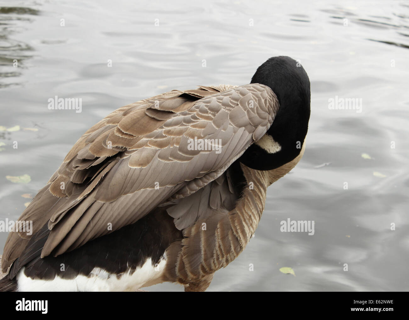 Canadian goose preening by the lake side close up. Stock Photo