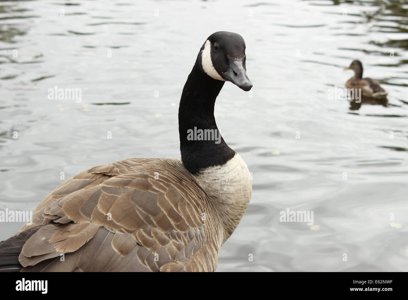 Canadian goose by the lake side staring in the direction of the camera. Stock Photo