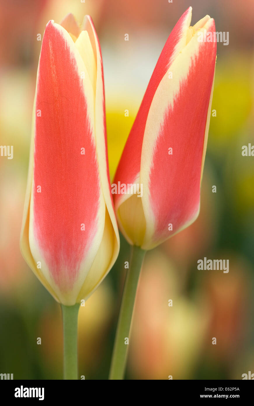 Tulip tinka hires stock photography and images Alamy