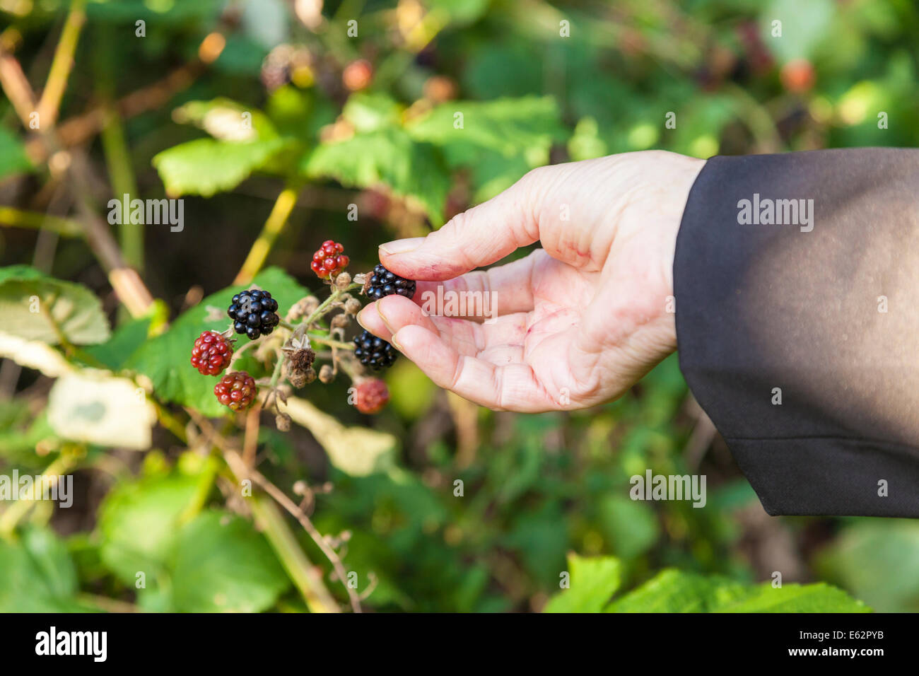 Hand picking blackberry hires stock photography and images Alamy