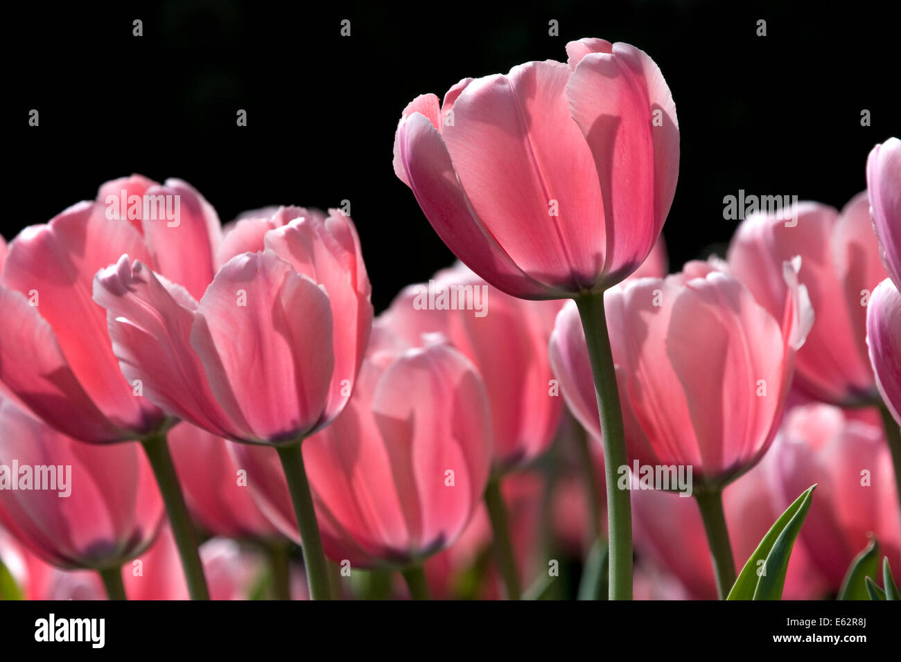 Pink tulips backlit against a black background Stock Photo - Alamy
