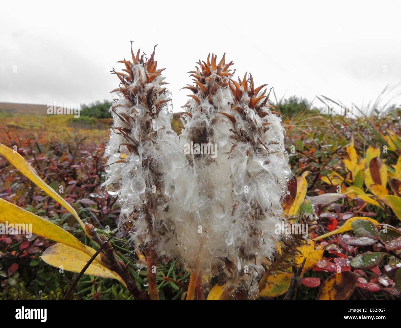 Arctic Willow (Salix arctica) is a tiny (115 cm) creeping willow