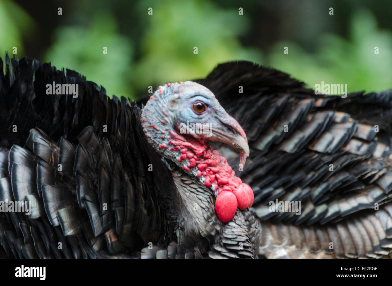 Wild Turkey Male (Meleagris gallopavo) wattles engorged with blood to attract females during the breeding season. Stock Photo