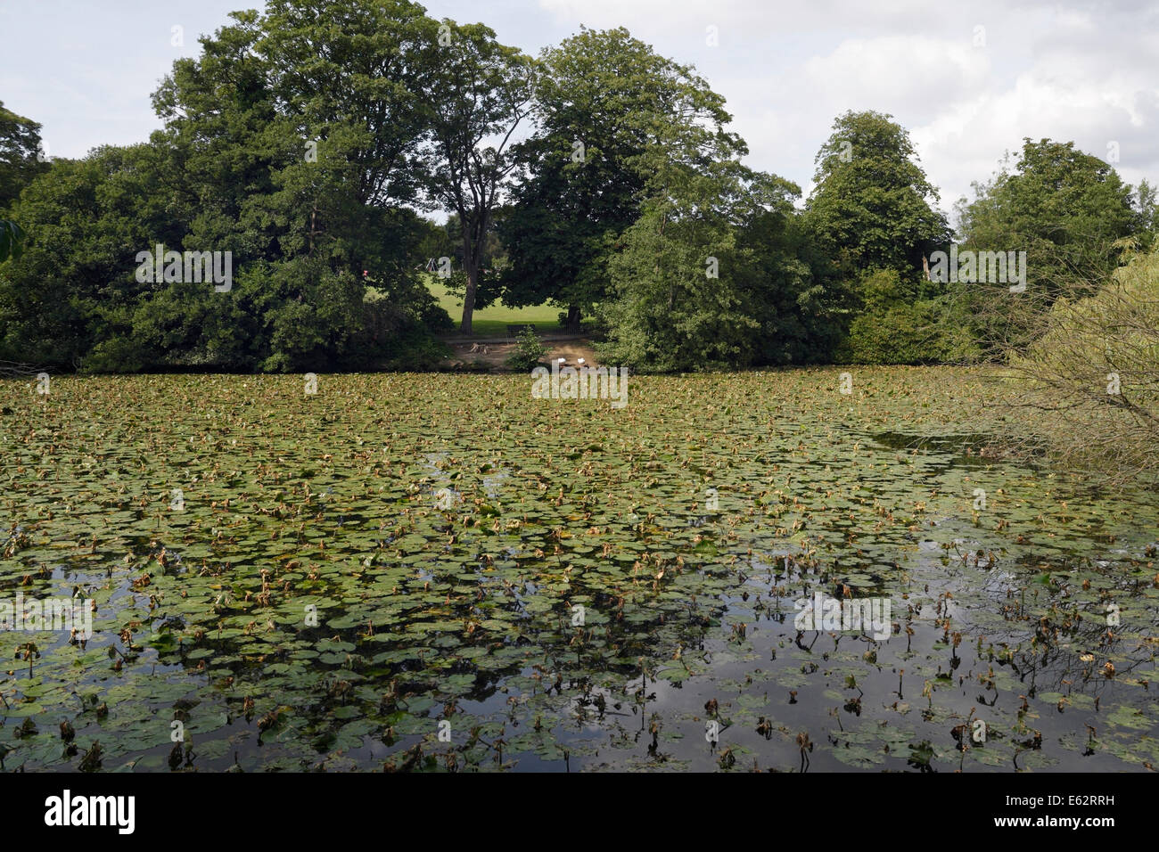 Graves Park Boating Lake in Norton, Sheffield, covered in lilies, Parkland pond Stock Photo