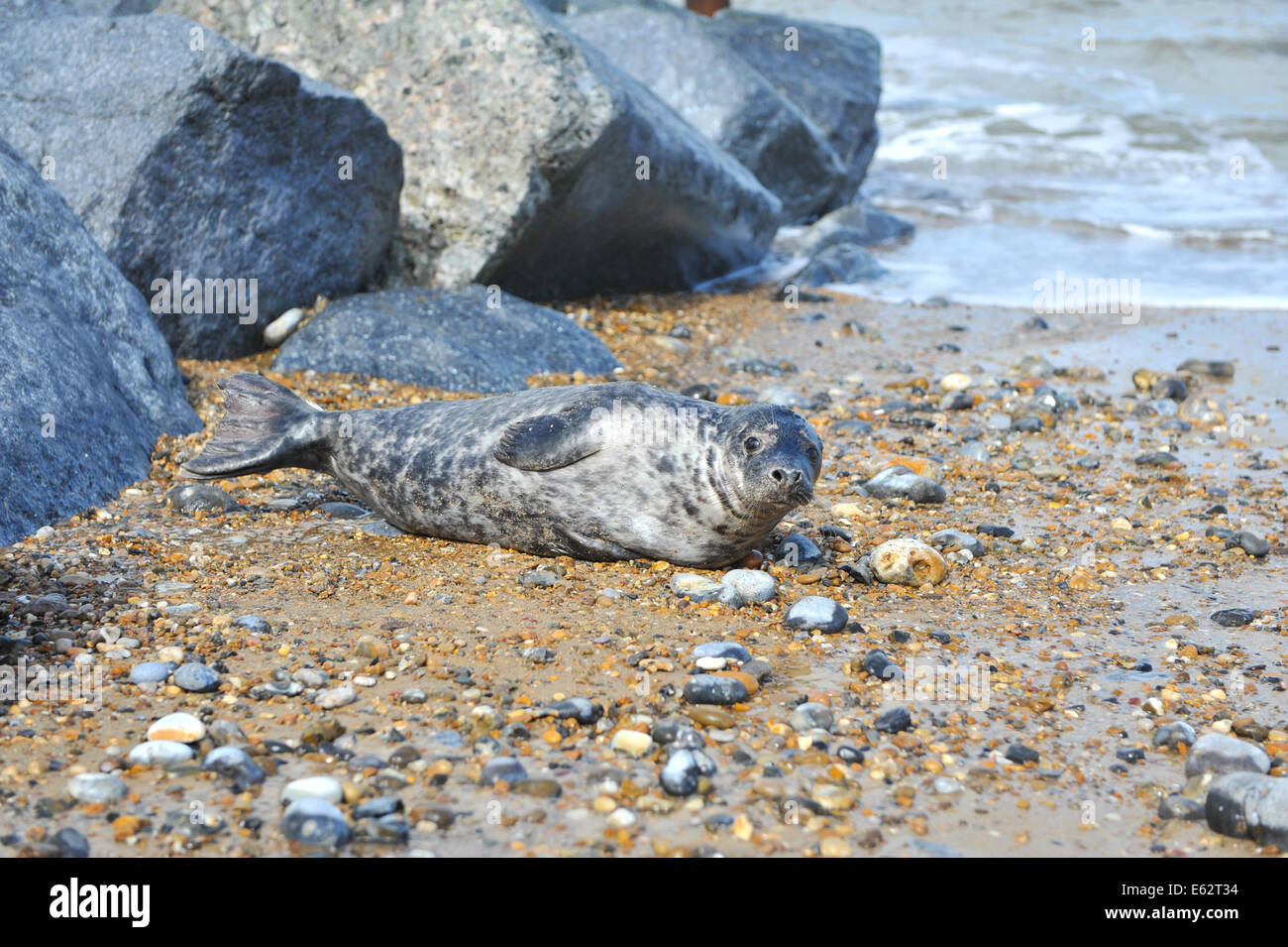 Horsey Beach seals Norfolk coast, East Anglia England Stock Photo Alamy