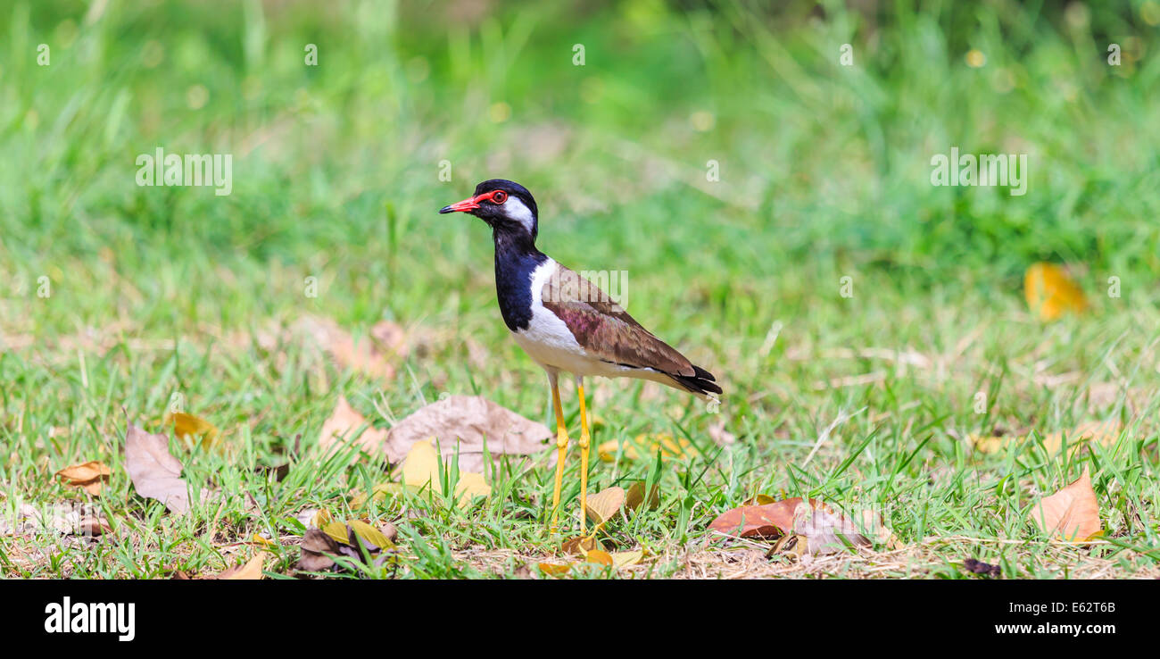 A bird, red wattled lapwing, on a green grass field Stock Photo