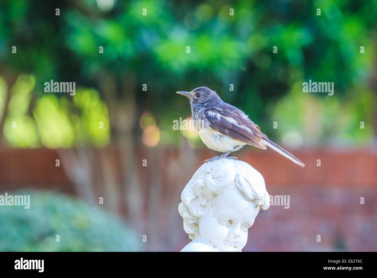 A bird, oriental magpie robin, on the statue in European style garden Stock Photo