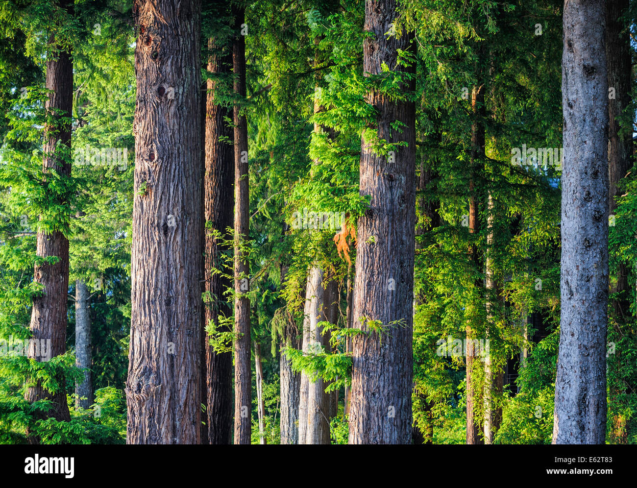 A forest of fir and hemlock trees on Lake Quinault in Olympic National Park in Washington state. Stock Photo