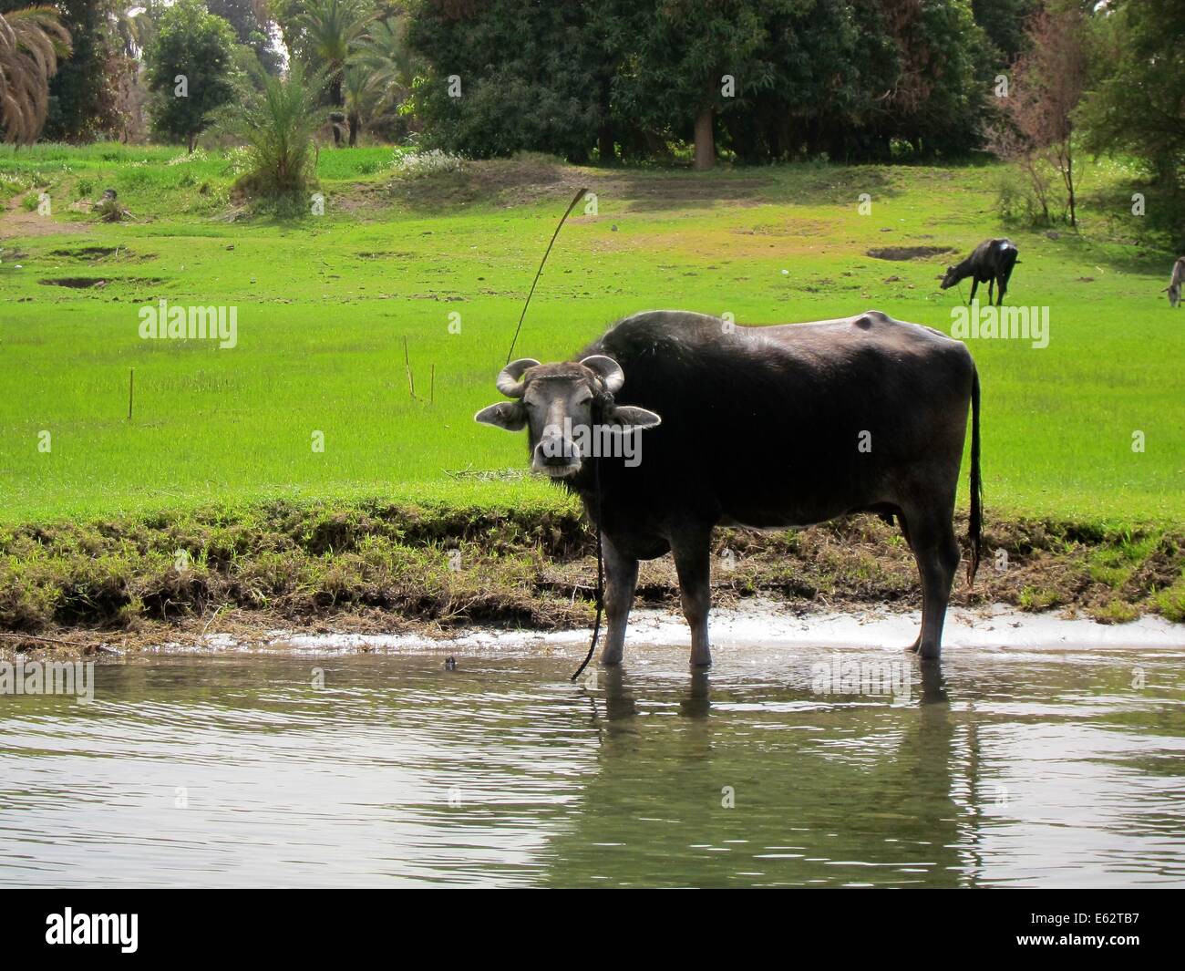 Buffalo drinking from the Nile River Stock Photo