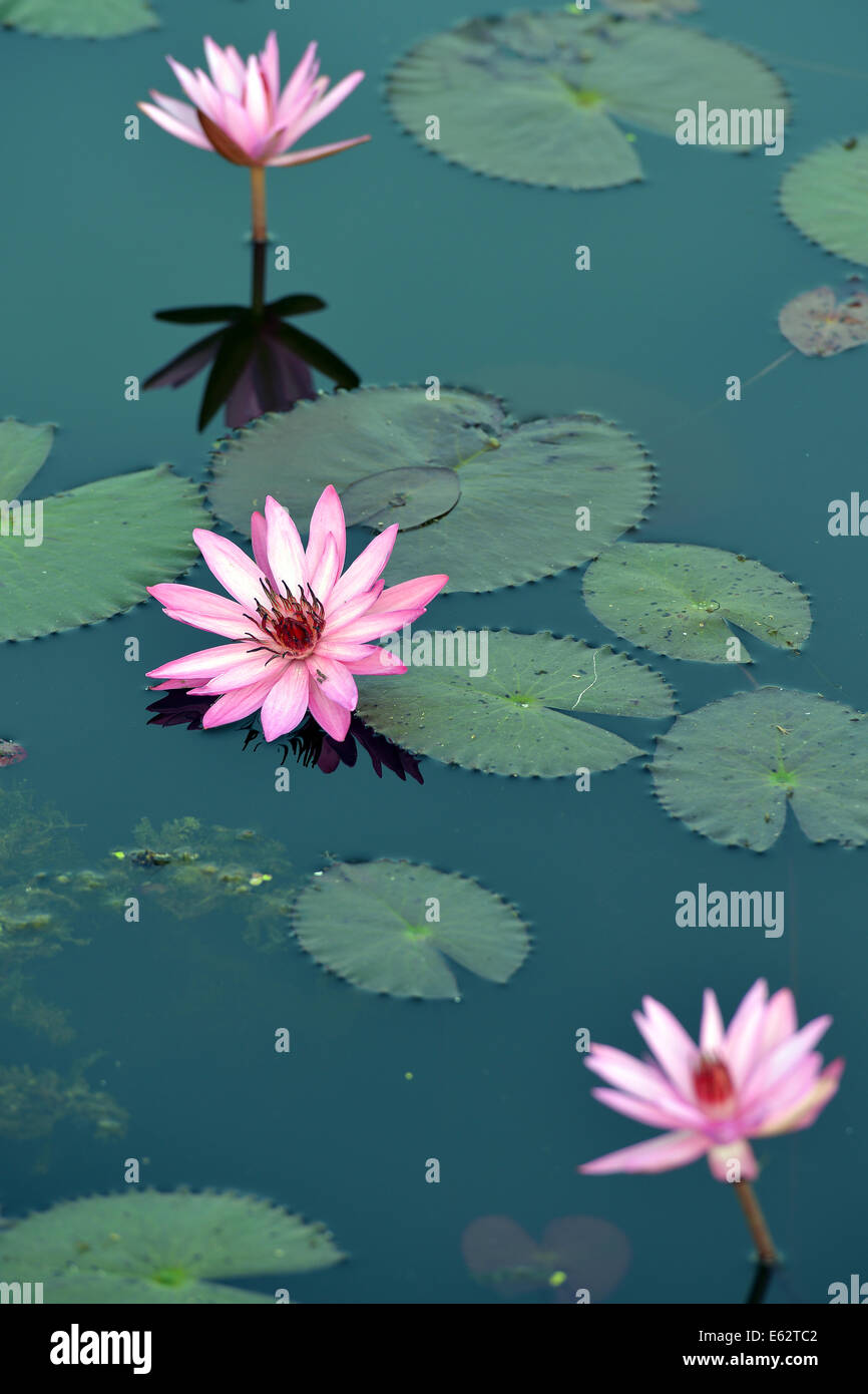 Water lily in Sukhothay, Thailand Stock Photo Alamy