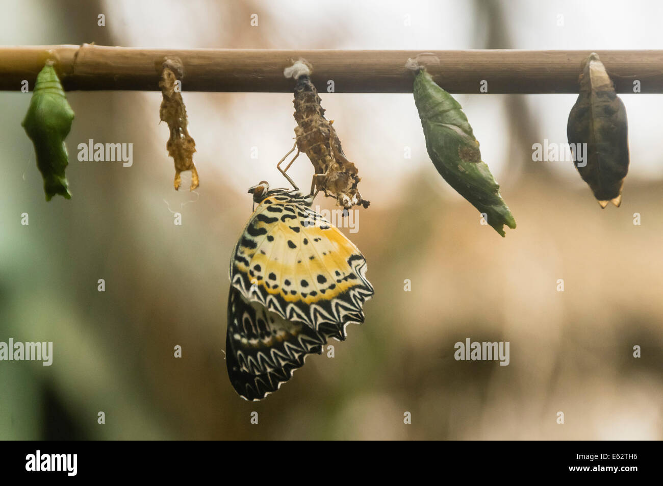 Gilmerton Butterfly World, Edinburgh butterfly breeding, emerged from