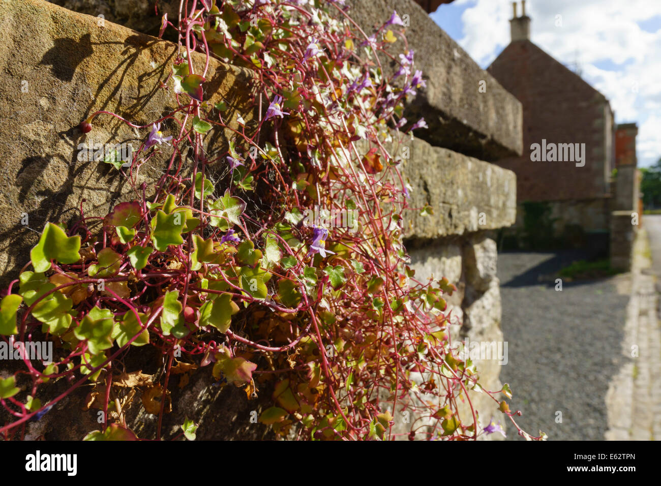 Kelso, Scottish Borders - toadflax plant growing in stone wall. Stock Photo