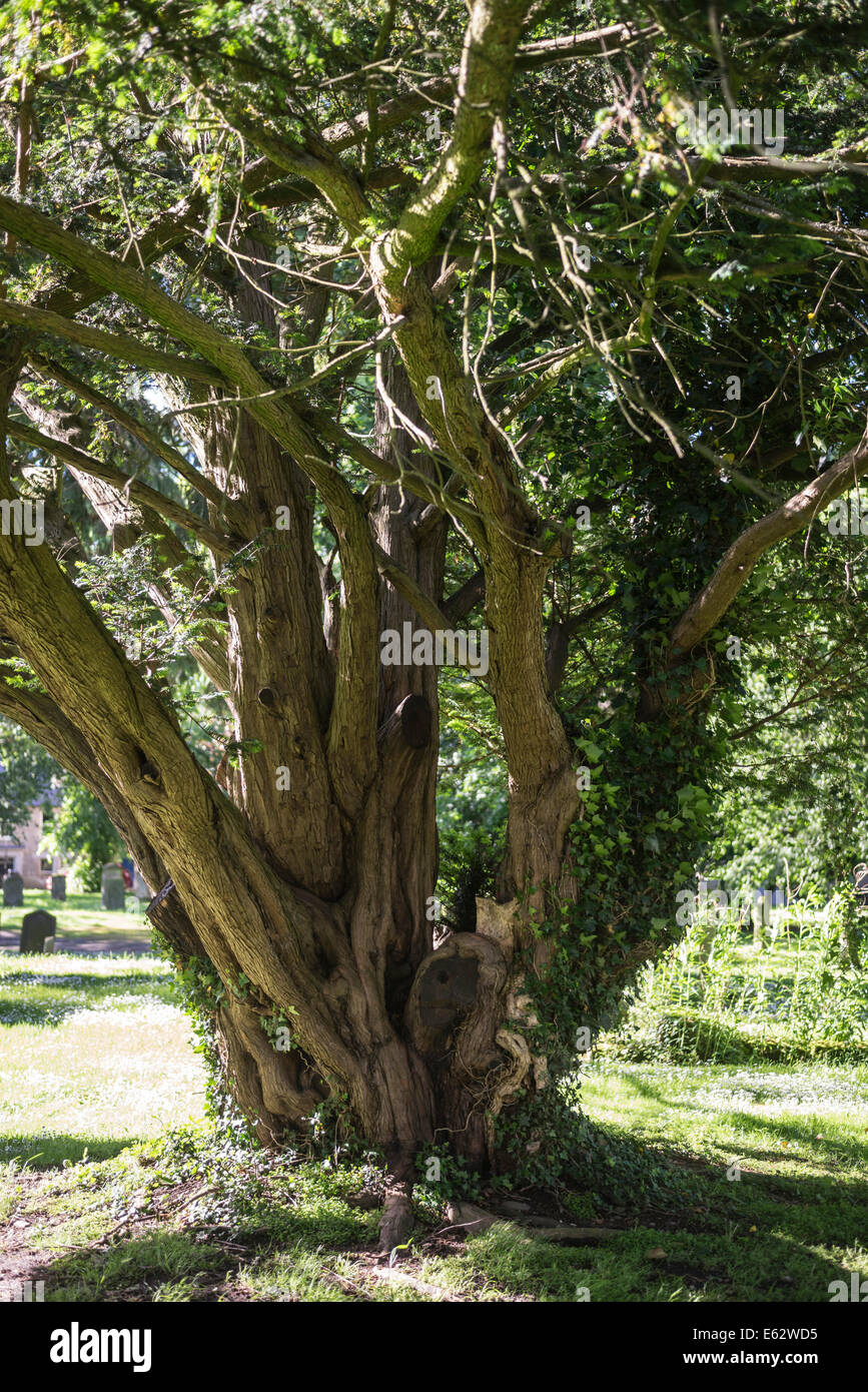 Scotland yew tree hi-res stock photography and images - Alamy