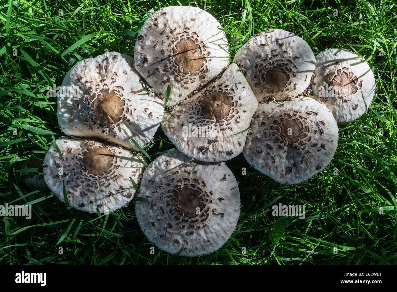 Shaggy Parasol (Macrolepiota rhacodes) growing in a Scottish churchyard in July. Stock Photo