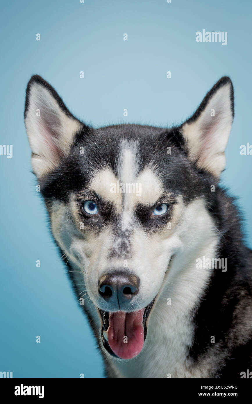 Siberian husky dog looking expressively at camera Stock Photo