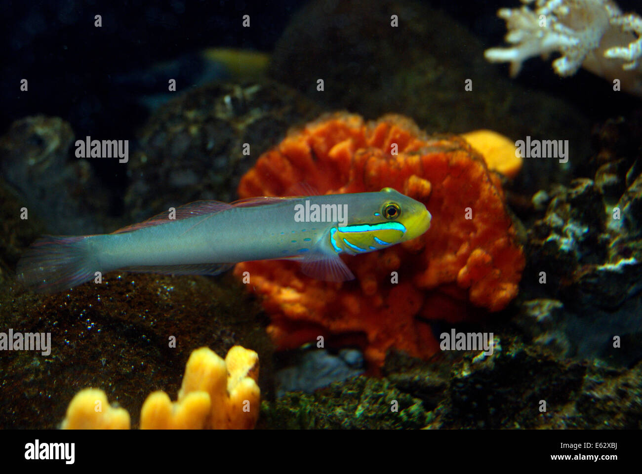Fish swimming Yellowheaded sleeper goby aquatic fish underwater nearby marine sponge Axinella carteri Stock Photo