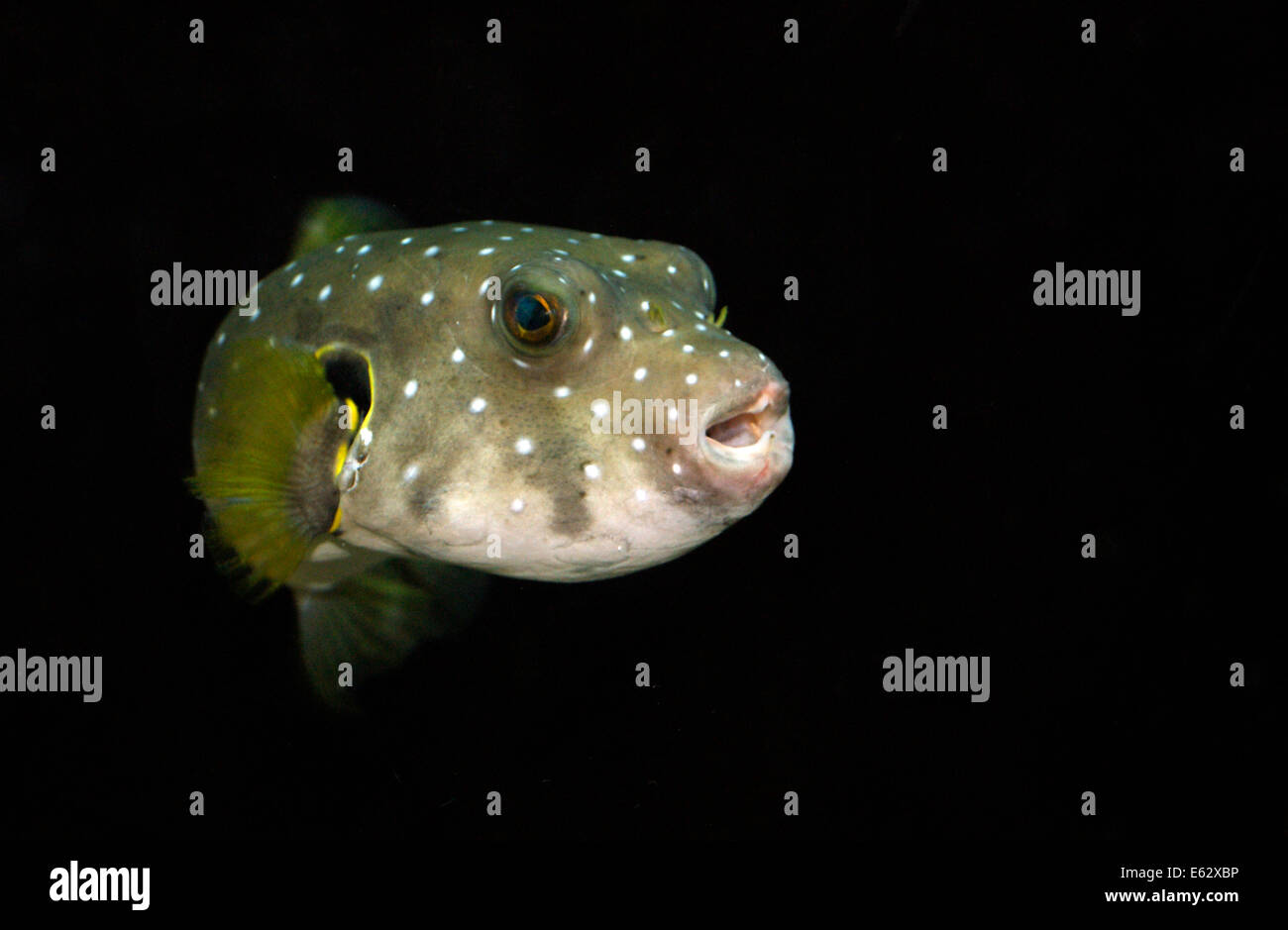 White Spotted Puffer Aquatic Fish Stock Photo