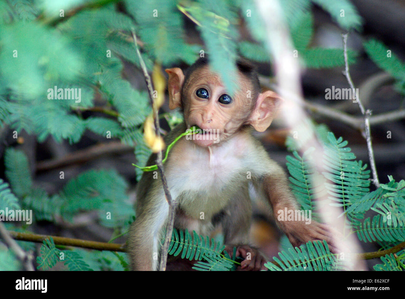 Small Monkey eating plant Baby Rhesus macaque young monkey kid at
