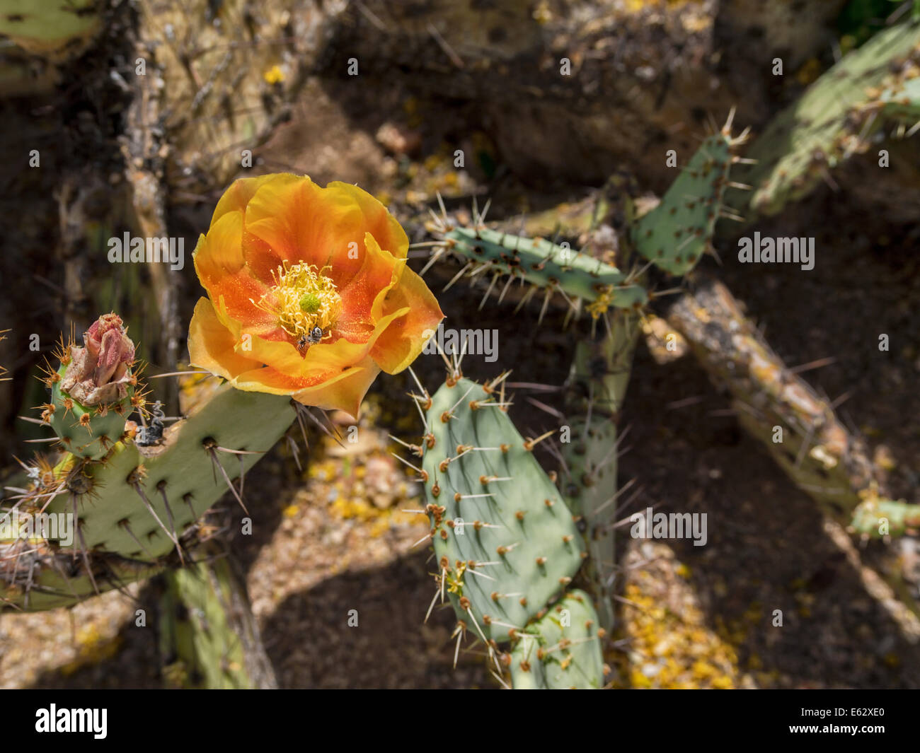 Close up of leafcutter bee pollinating yellow and orange flower blooming on porcupine prickly pear cactus Arizona Sonoran desert Stock Photo