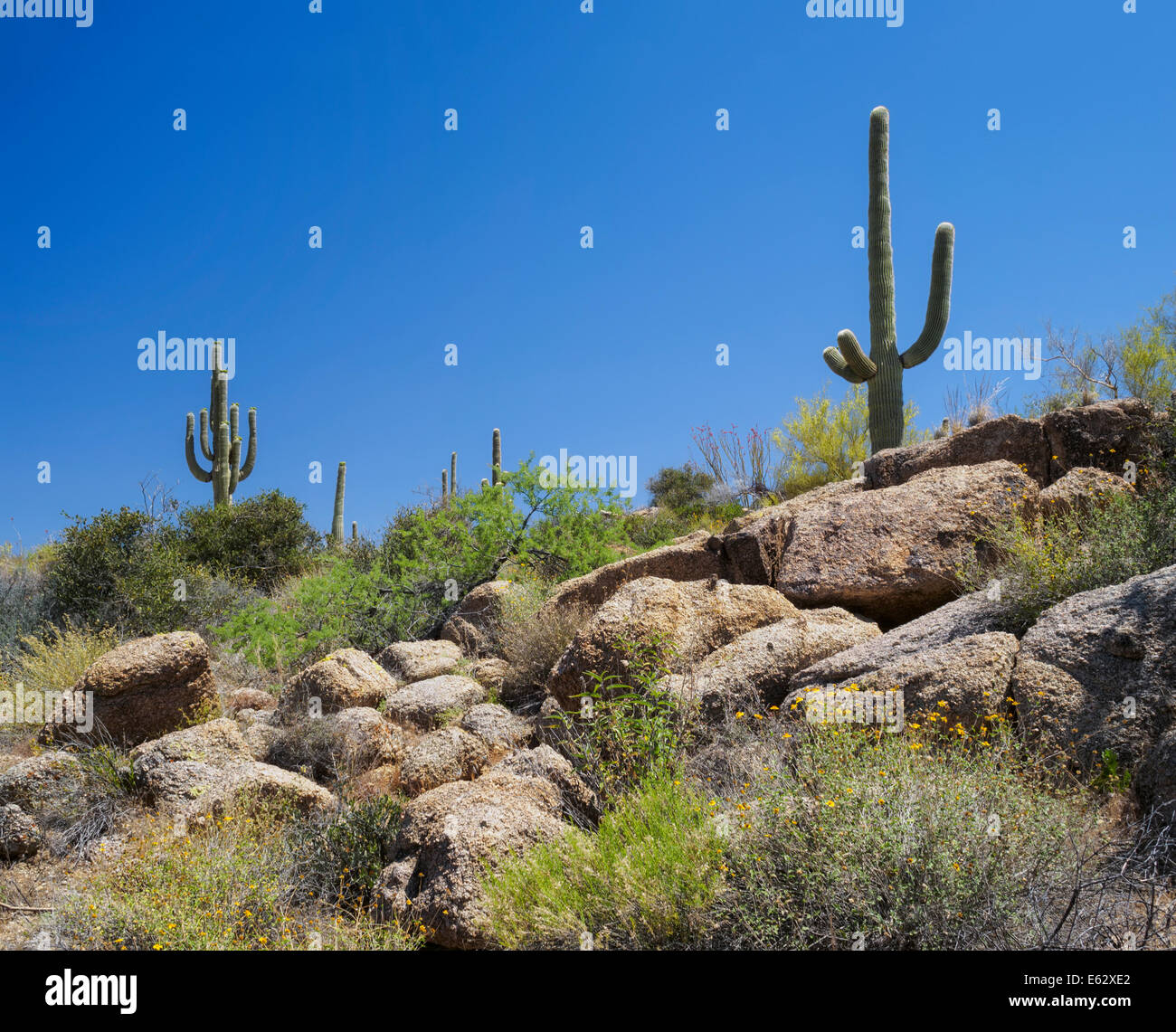 Giant saguaro cacti and desert wildflowers, Sonoran Desert, Scottsdale, Arizona, spring 2014 with clear blue sky and copy space Stock Photo