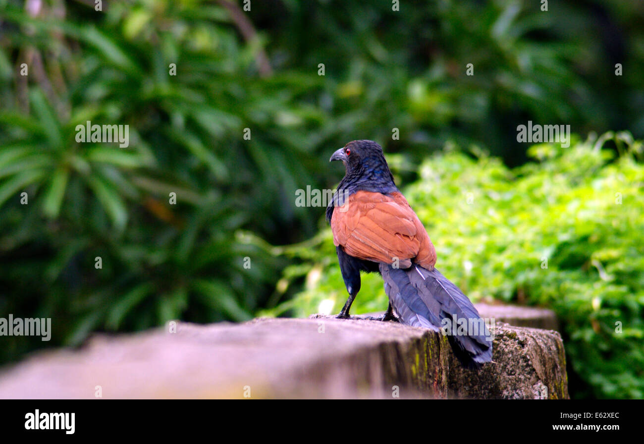 Greater coucal Bird or crow pheasant Bird Highly Auspicious Lucky Bird Uppan or Chemboth at Kerala India Stock Photo