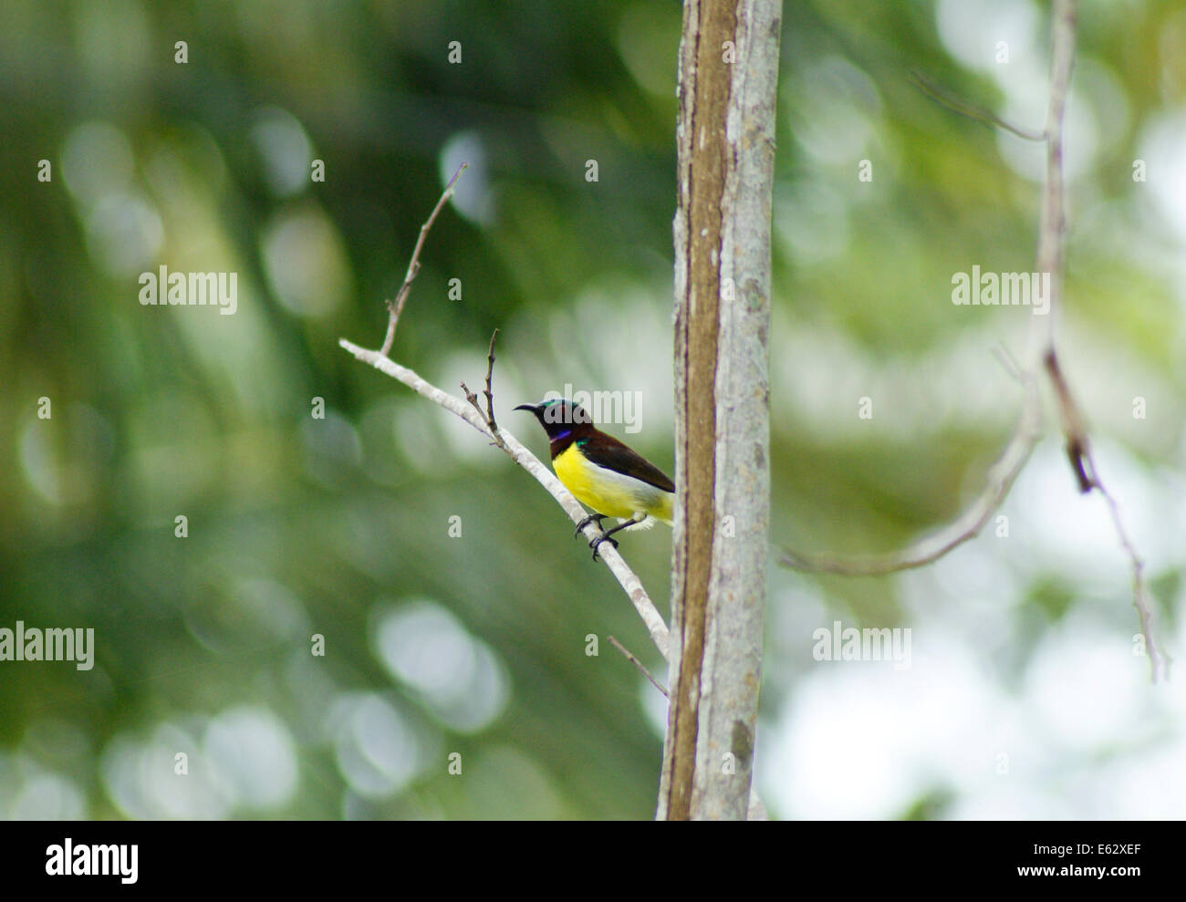 Sunbird Sitting on tree Branch Kerala India Stock Photo