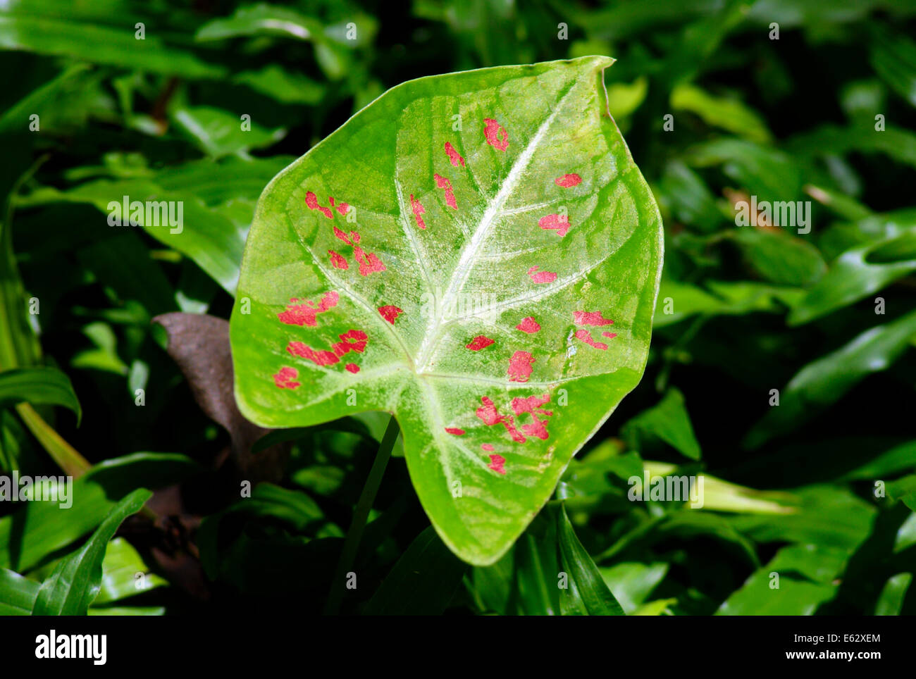 Colorful Variety Fancy Caladium Leaf Stock Photo