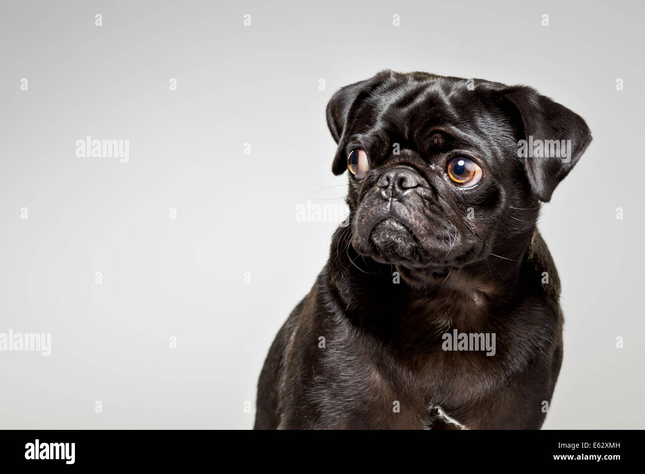 Black pug looking suspiciously out of corner of eyes Stock Photo